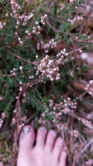 Calluna vulgaris