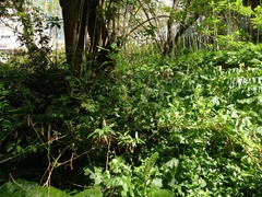 Phytolacca heterotepala