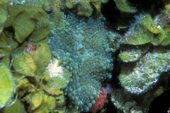 Ricordea florida