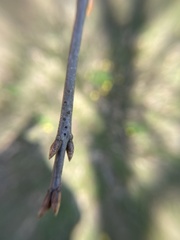 Callirhytis medularis