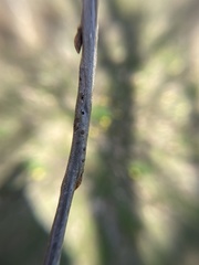 Callirhytis medularis