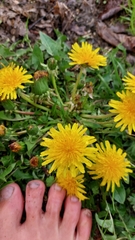 Taraxacum