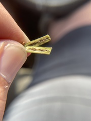 Callirhytis medularis