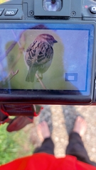 Passer domesticus