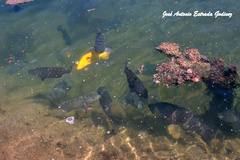 Mycteroperca rosacea