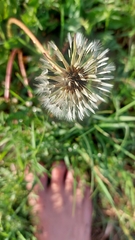 Taraxacum