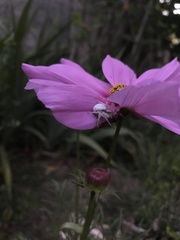 Misumena vatia
