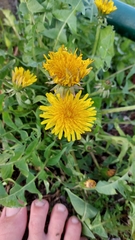 Taraxacum