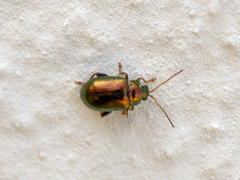 Crepidodera fulvicornis