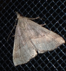 Hypena atomaria