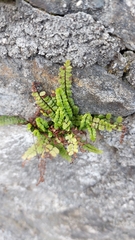 Asplenium trichomanes