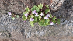 Cymbalaria muralis