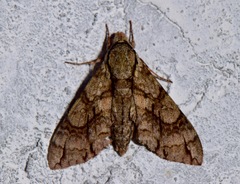 Ceratomia igualana
