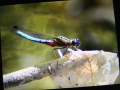 Platycypha caligata