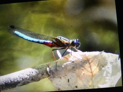 Platycypha caligata