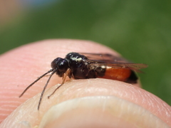 Aglaostigma aucupariae