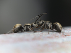 Polyrhachis vigilans