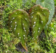 Begonia hitchcockii