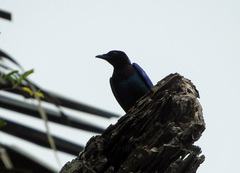 Hylopsar purpureiceps