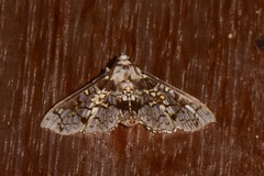 Megastes praxiteles