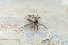 Emertonella taczanowskii