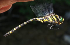 Cordulegaster picta