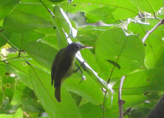 Gray-Headed Sunbird photo 2