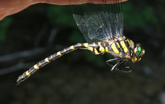 Cordulegaster picta