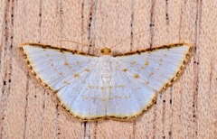 Leuciris fimbriaria
