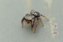 Harmochirus insulanus