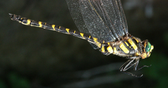 Cordulegaster picta