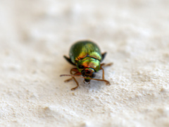 Crepidodera fulvicornis