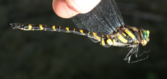 Cordulegaster picta