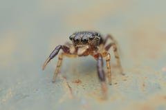 Harmochirus insulanus