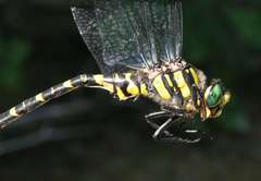 Cordulegaster picta