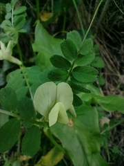 Vicia hybrida