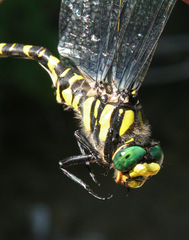 Cordulegaster picta
