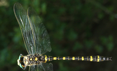 Cordulegaster picta