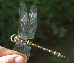 Cordulegaster picta
