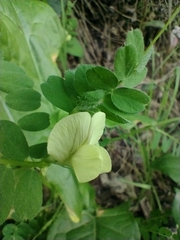 Vicia hybrida