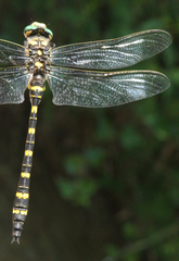 Cordulegaster picta