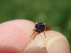 Aglaostigma aucupariae