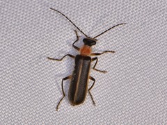Podabrus quadratus