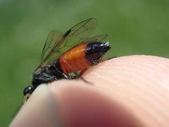 Aglaostigma aucupariae