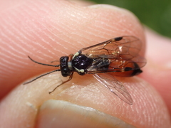 Aglaostigma aucupariae