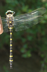 Cordulegaster picta
