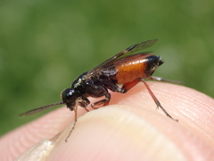 Aglaostigma aucupariae