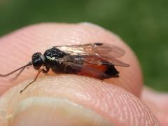 Aglaostigma aucupariae