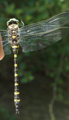 Cordulegaster picta