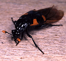 Nicrophorus quadrimaculatus
